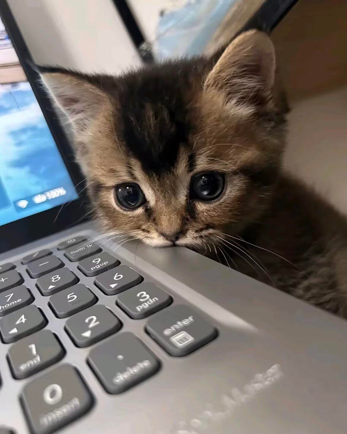 猫咪陪我加班🥹 ​​​