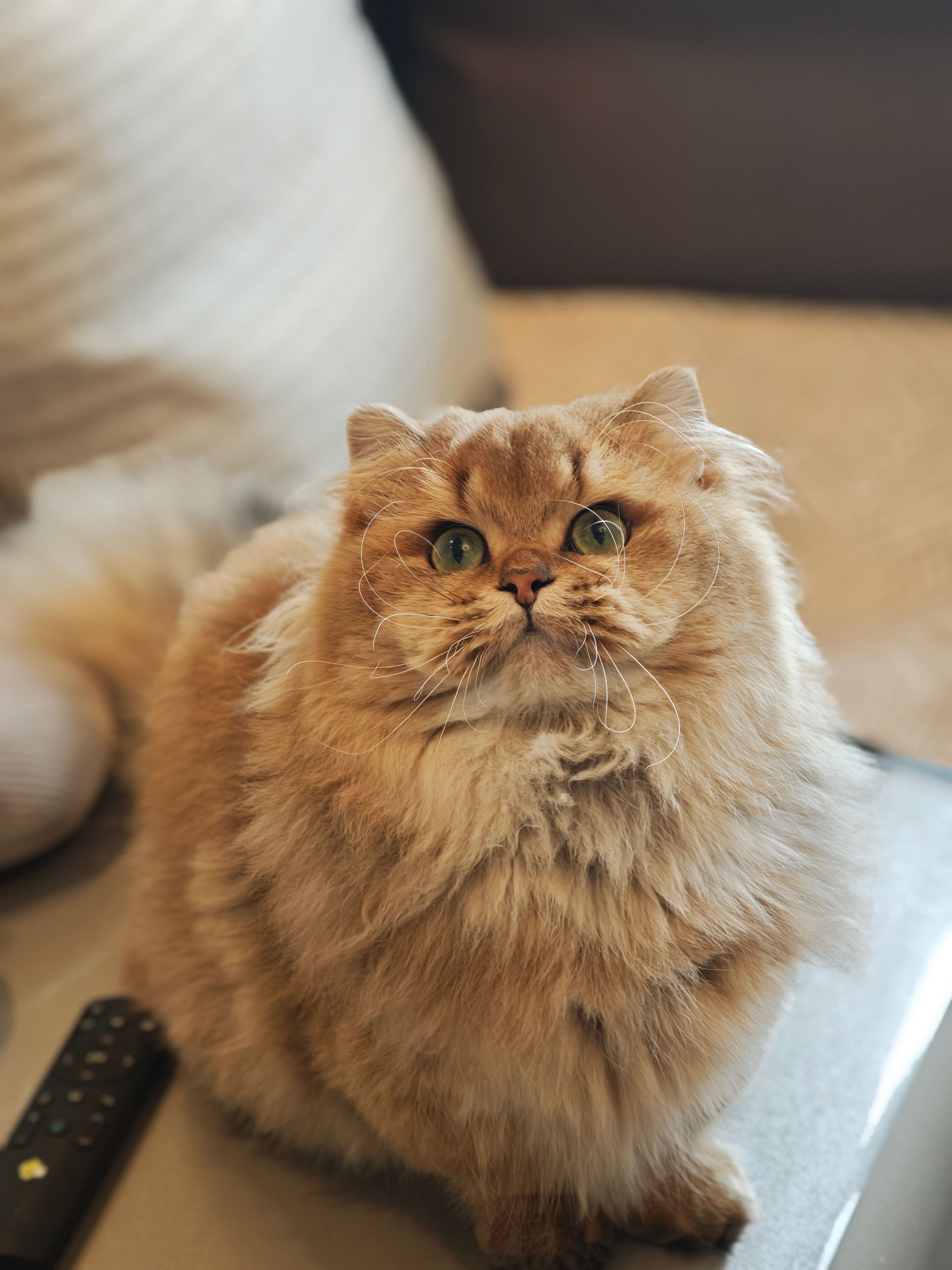 欠的最近美好(最后一张混入可怜不美好 ​​​