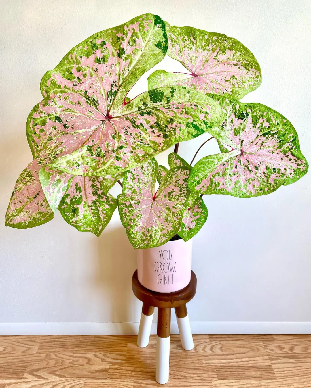 没开玩笑 这片“油画叶子”是家养的 美到..