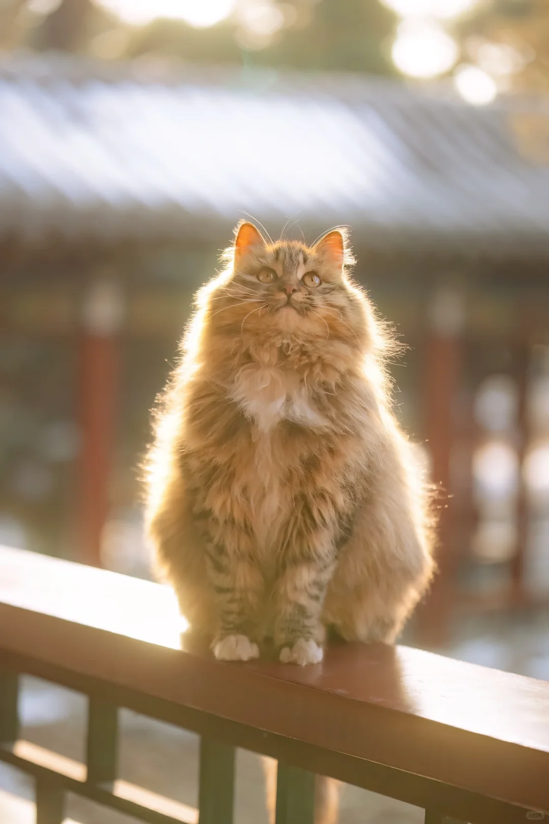 猫片四则｜是猫总会发光的