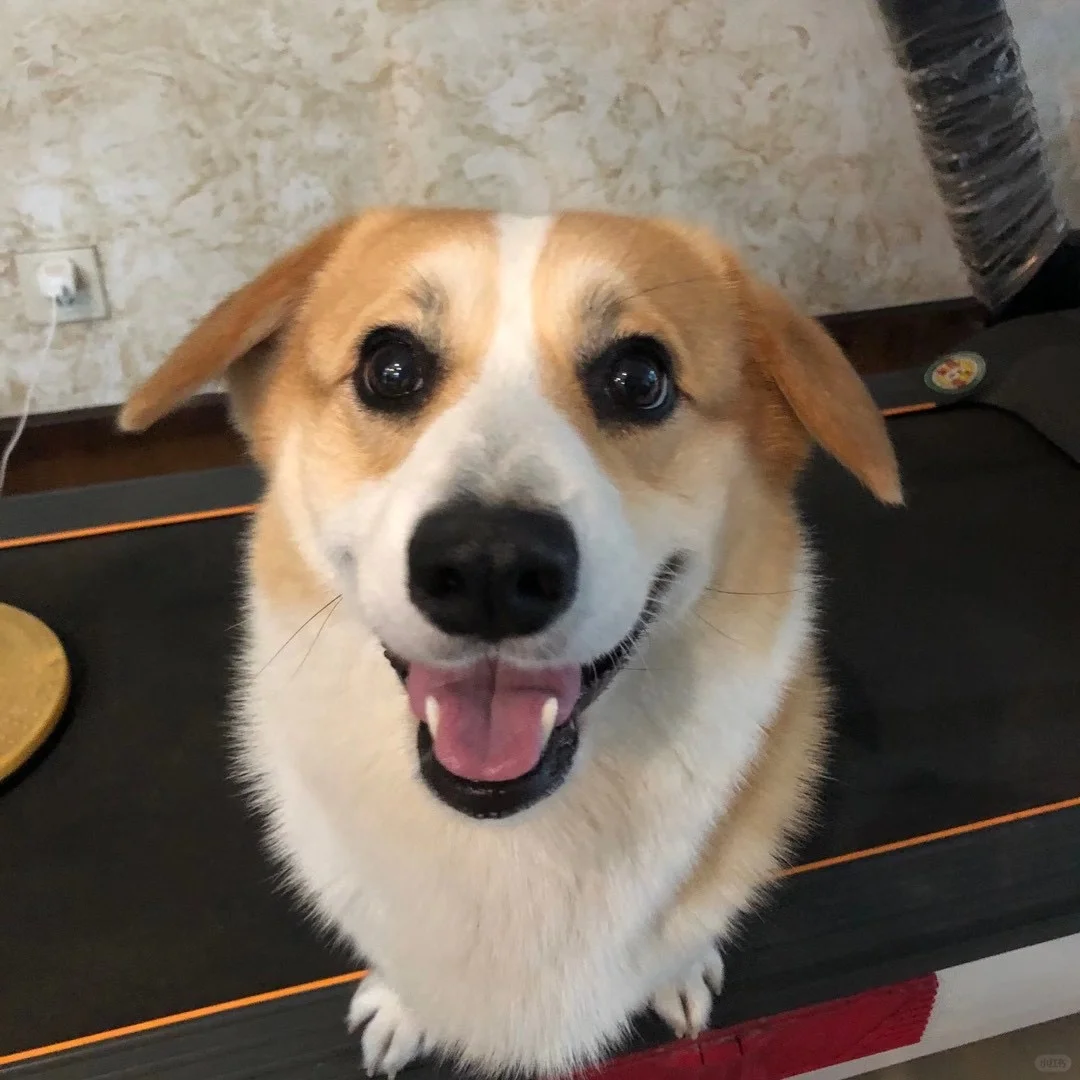 诶？这只柯基怎么没立耳，好可爱！