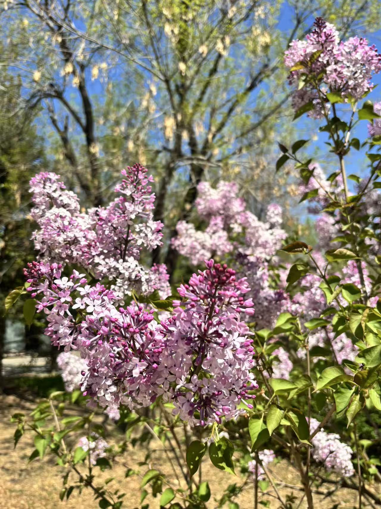 春日生活打卡季 春日，是花的盛宴。就像铜锣花谷，清明时节美得不像话。木绣球白嫩嫩