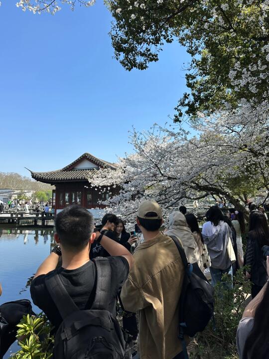 3.25实况！杭州到底哪个樱花打卡点人少点！