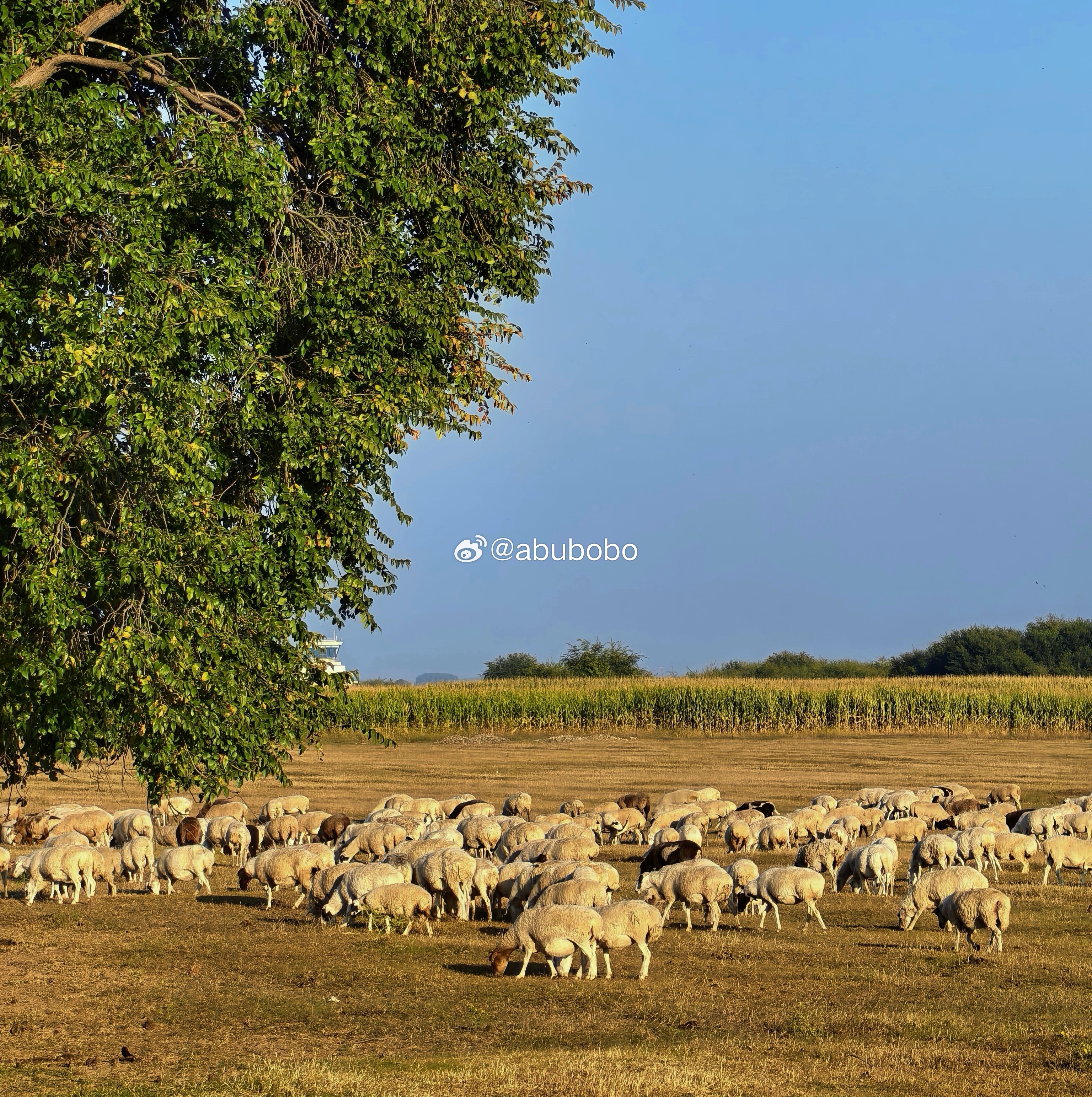 🌳🐑  ​​​