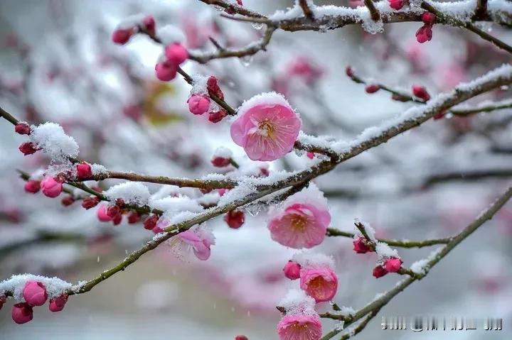 今日大雪——
看岁月静美如画，
写人生风景万千。
赏梅雪亲吻相映，
度时光温馨清