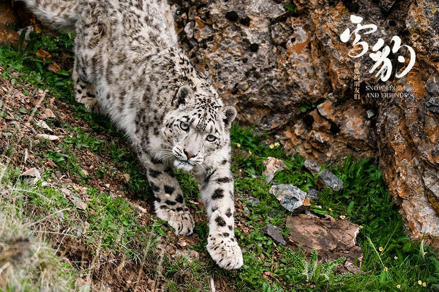 昨天刷到雪豹伤人事件的视频，看那个女孩的伤势确实比较揪心。有些网友都没搞清楚来龙