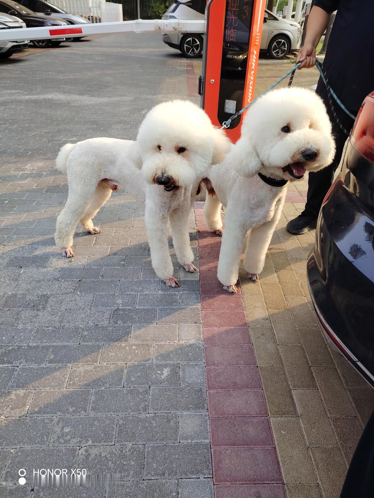 两只可爱的博美犬在停车场散步，阳光明媚，心情大好！🌞🐶💕