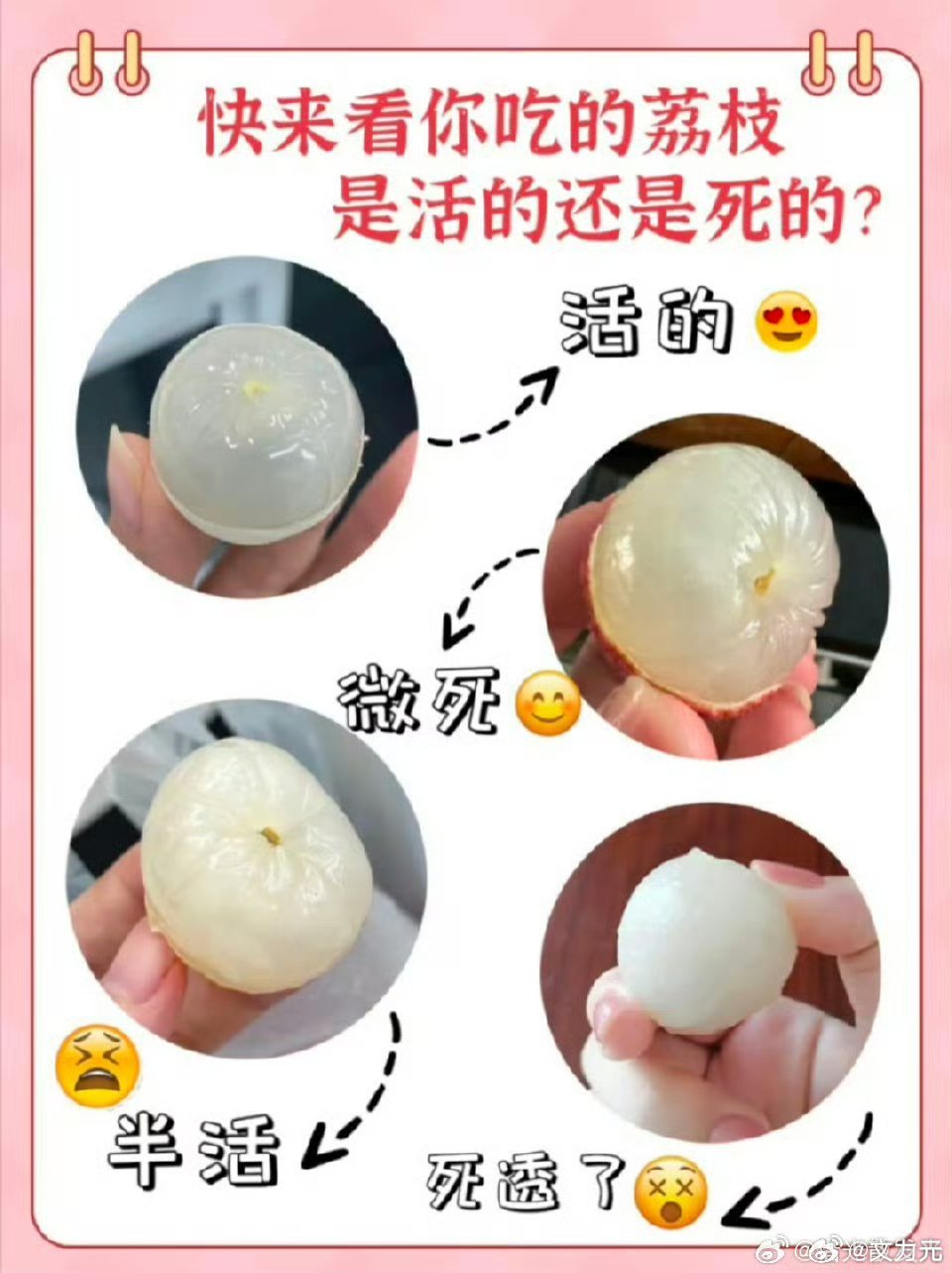 这个荔枝死了吗，好家伙，原来这也有区别，那我之前一眼都不看吃的算什么？[允悲] 