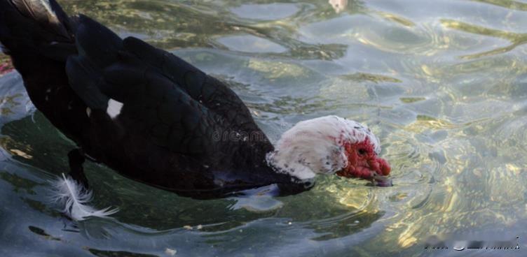 俄罗斯开始向我国出口鸭肉和鸭杂。俄罗斯达马杰公司在2023年10月获得出口许可证