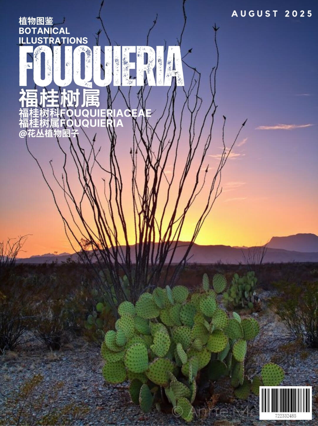 福桂树属Fouquieria