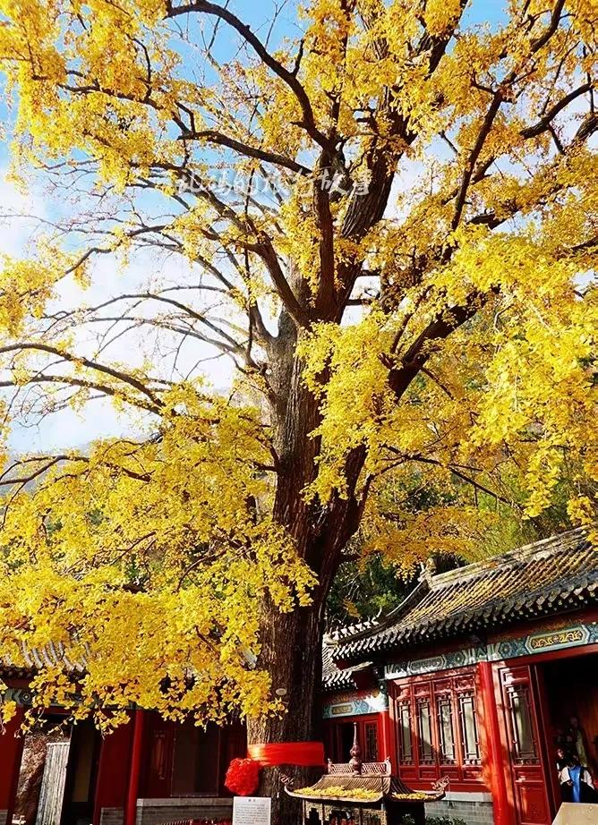 青岛市李沧区竹子庵公园玄阳观里的那棵千年银杏树也穿上了“黄金甲”，现在是最佳观赏