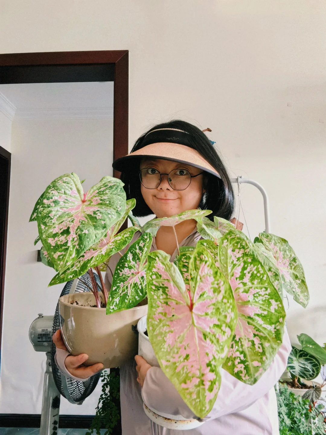 是时候在彩叶芋最美的时候