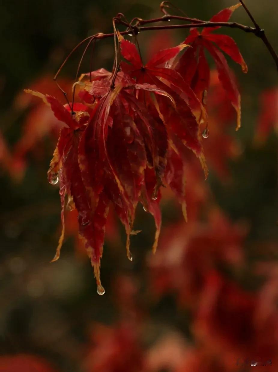 在冬日的雨雪中，红枫叶显得更加艳丽，给冬天增添了无尽的色彩与生机。