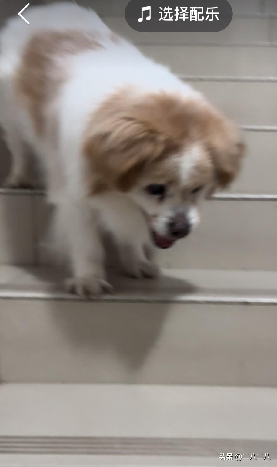 小狗今年18岁，养狗后，才发现养狗也有烦恼。

小狗已经养了18年，大约六万三千