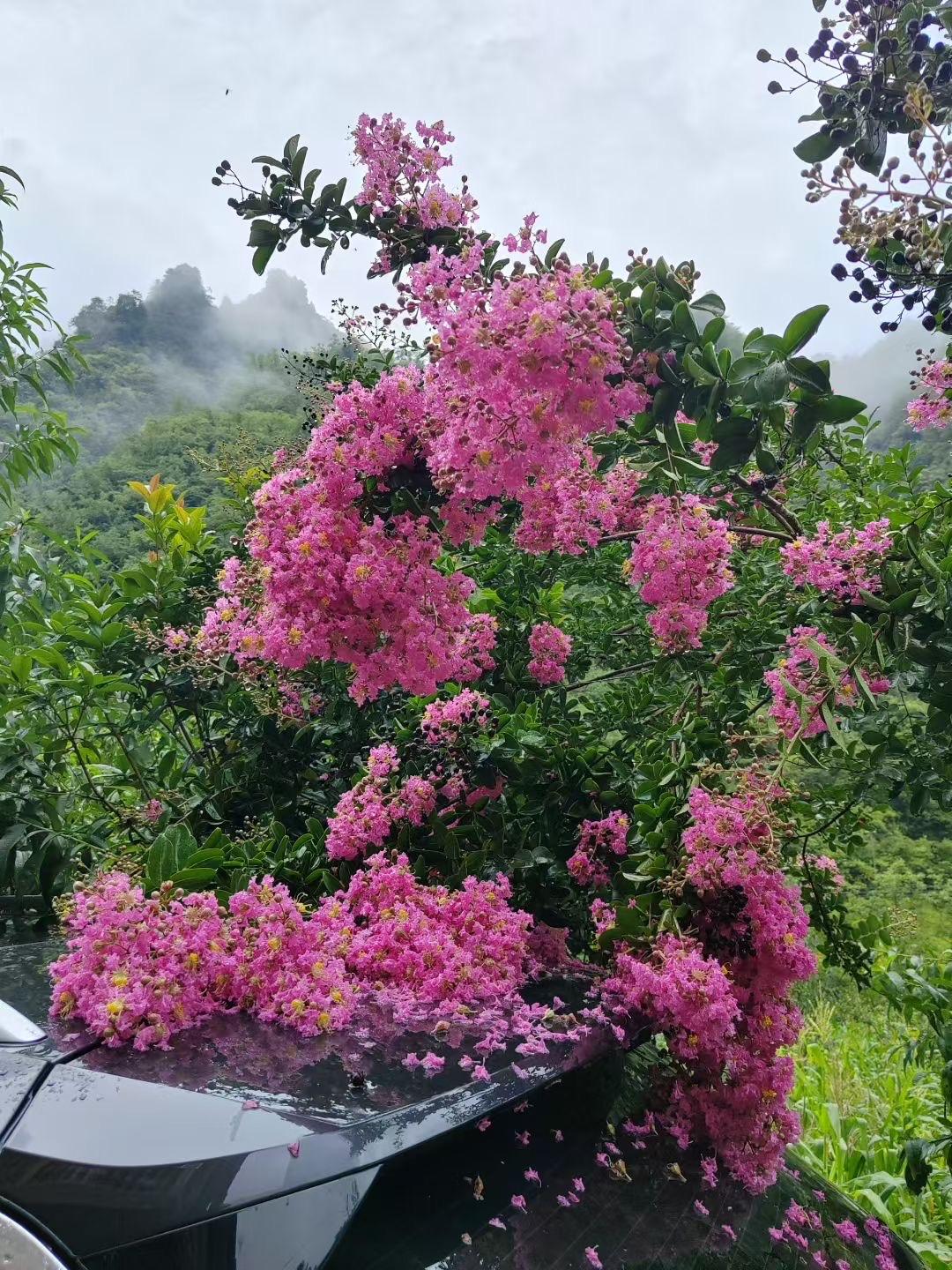 今日立秋 

夏已尽，秋将近。

一叶落，天下秋，

一个转身，夏天就成了故事，