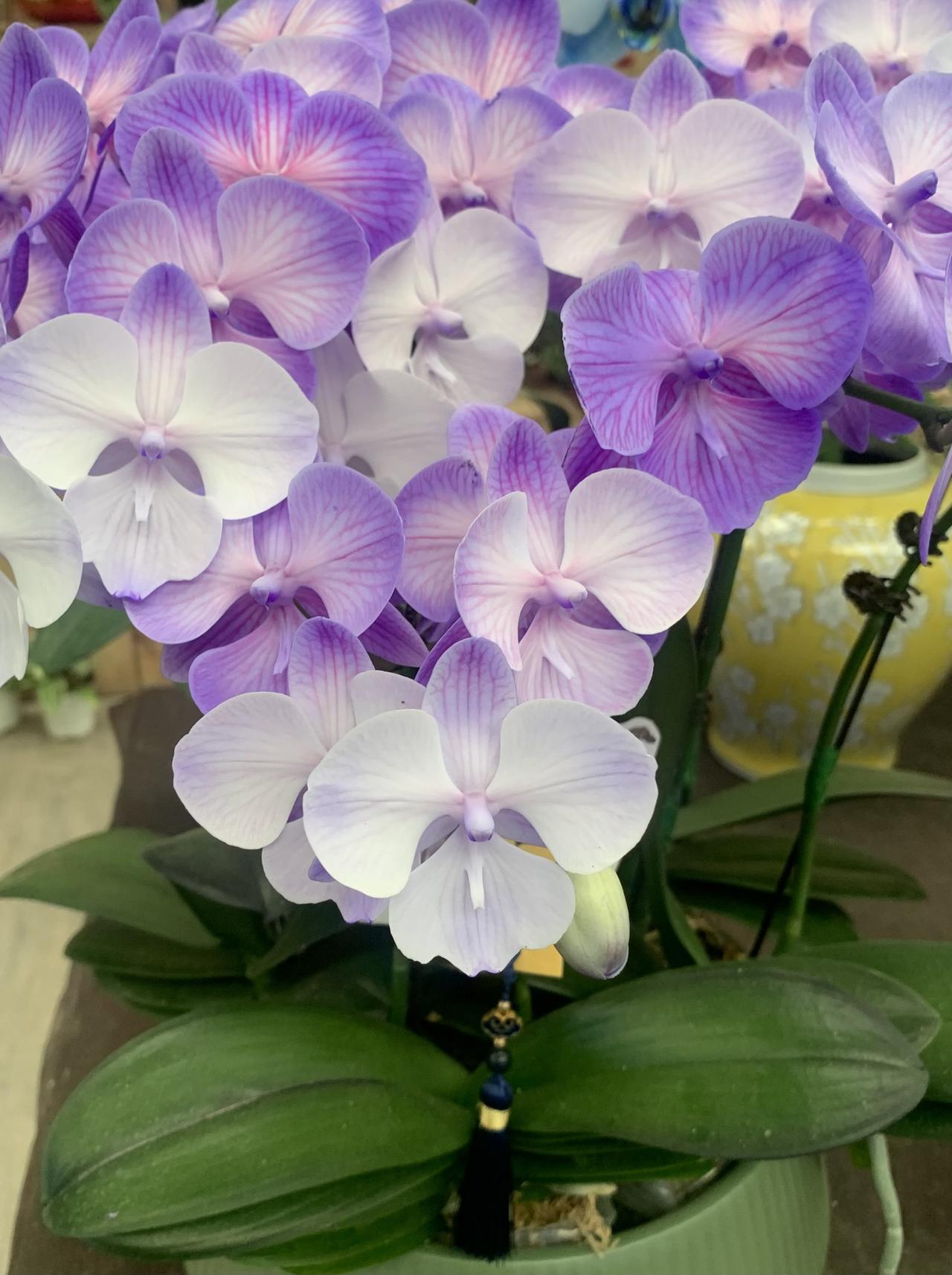 蝴蝶兰，宛如一只只花丛中翩翩起舞的蝴蝶，静静地等待属于自己的时刻，优雅而充满神秘