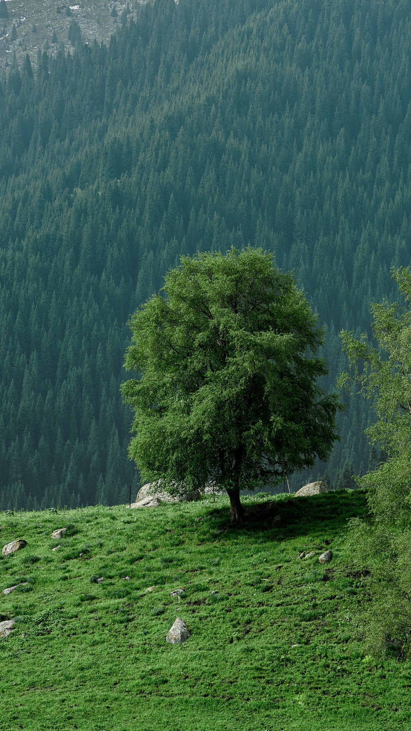 满眼是绿色🌲。🚶🏻‍♂️徒步乌孙古道：这是新疆的三大徒步线路之一，行走在上面有种被放空的感觉，沿途风景优美，非常适合拍照。 
📸琼库什台山顶：开车前往，看见有座桥，抵达后山，这里可以看日出🌅与日落，远处的雪山与森林超有氛围感，还有个绝美的秋千，拍照📷打卡绝了。 
🏠 村子里的风情：琼库什台村是一个有300多户、1700多人的牧业村，村庄里的景色独特，有雪山🏔️、森林再加上小木屋🏡，可以拍摄到原生态的自然风光和当地哈萨克族的民俗风情。 
🌲沿途的风景：前往琼库什台的路上，有壮丽的人体草原
