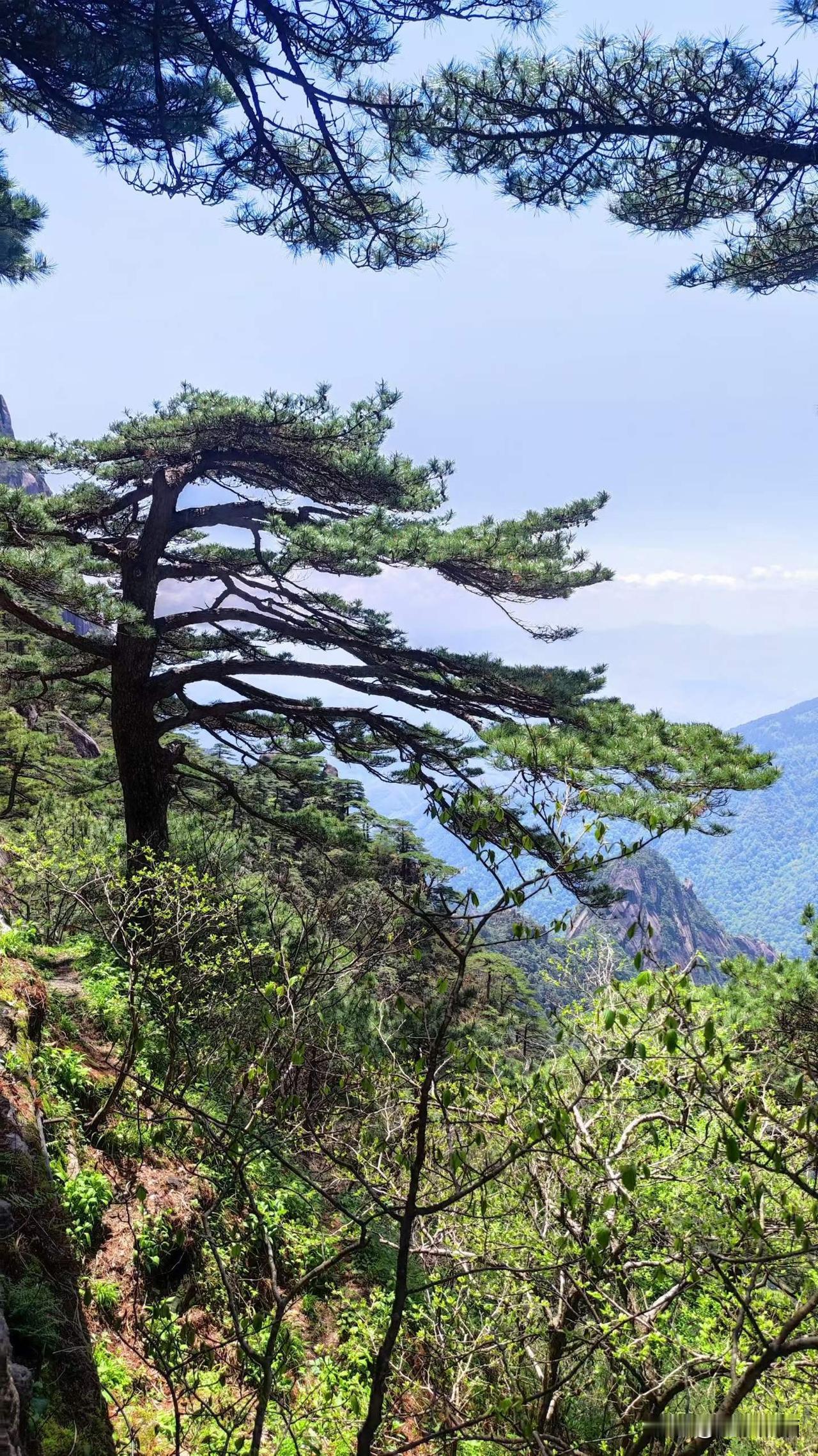徽游掠影(六)登黄山，观奇景
黄山究竟是因迎客松闻名，还是迎客松因长在黄山而闻名