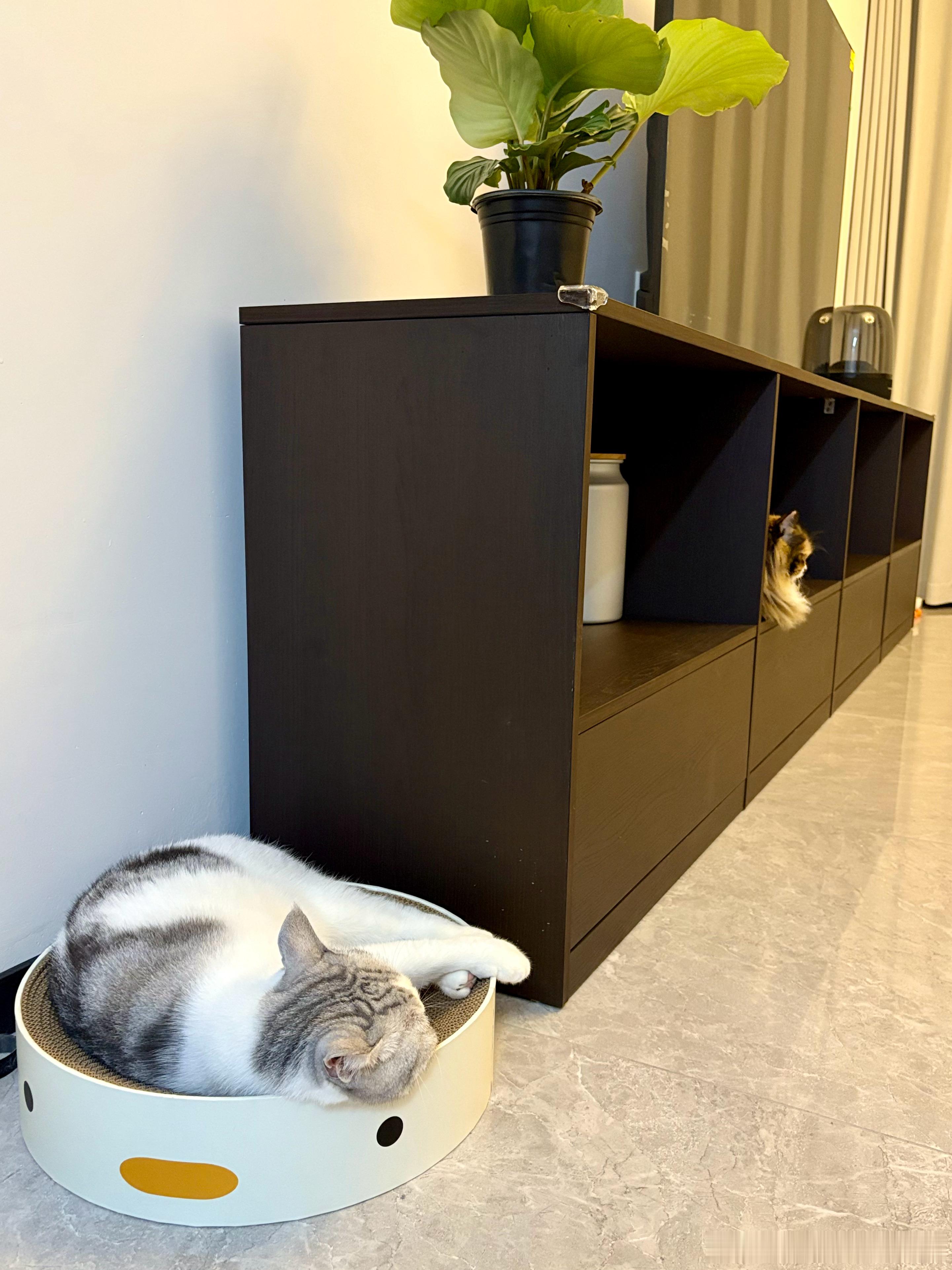 最近给小猫买的东西它们都很喜欢