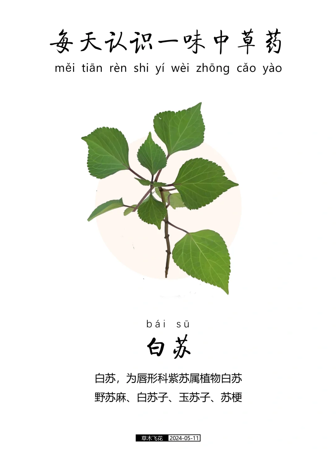 每天认识一味中草药-白苏🍀