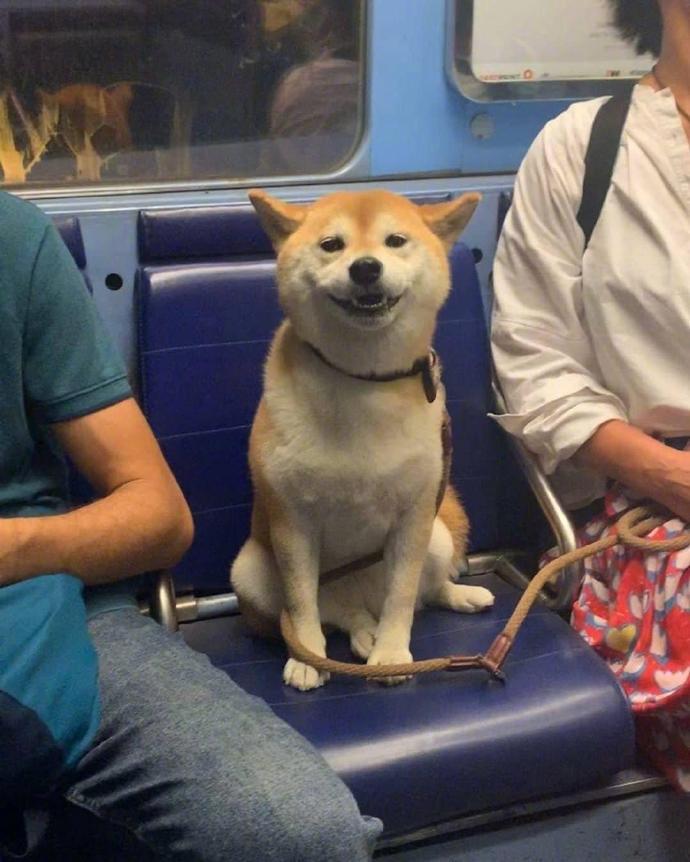 假如地铁上有一只冲你微笑的狗狗，这时你会怎么做