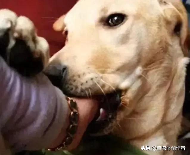 狗咬人赔偿新规！别再傻傻赔钱，这些情况可免责
 
养狗的快乐，藏着一份避不开的责