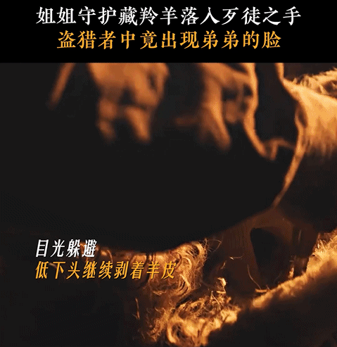 生命树两集讲完枪战盗猎命案 套路化内娱的一股清流！《生命树》剧情走向全程反套路，