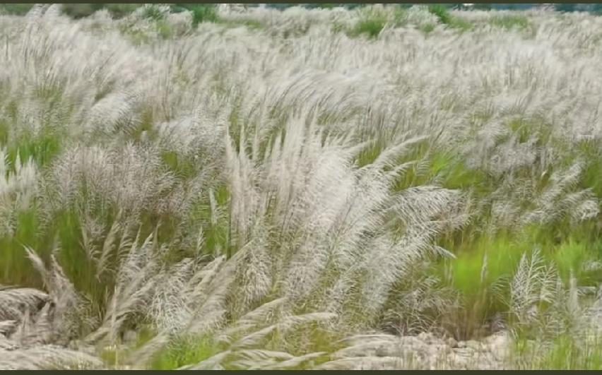 宜宾思坡中坝藏了片“蒹葭仙境”，芦苇花开时，秋色美到失语，你去看了吗？[星星眼]