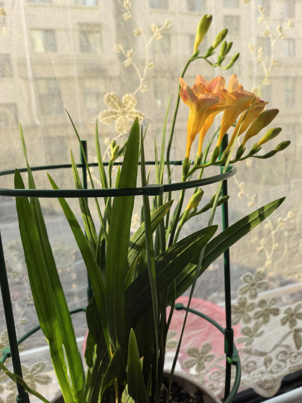 正坐在沙发上织毛衣呢似乎楼下有人叫我，起身一看，哥们端着一盆花站在门口。也没开门