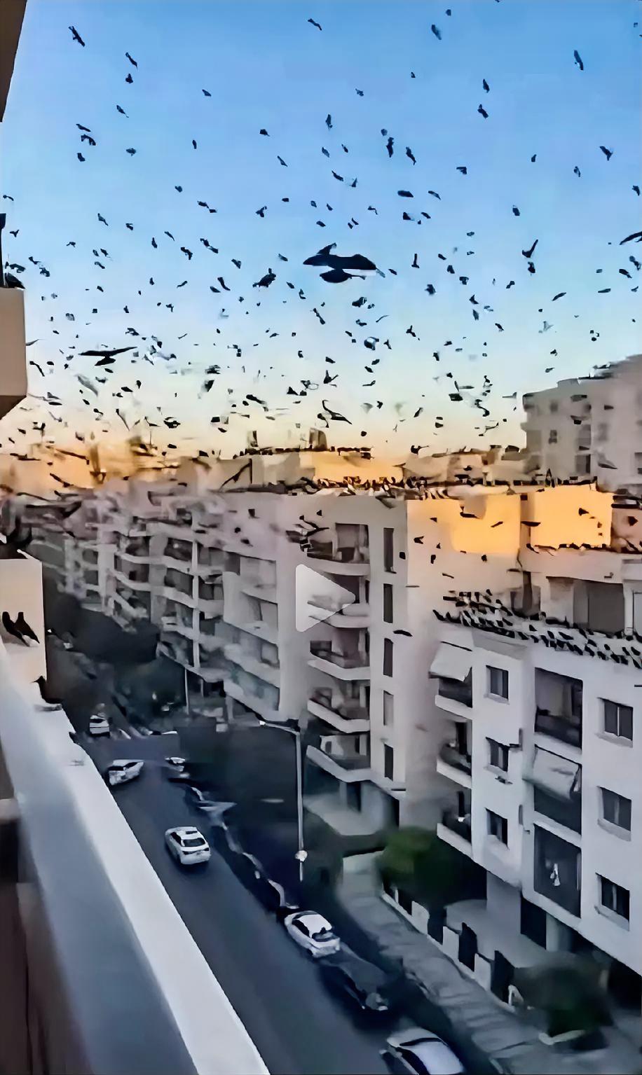 以色列上空的大群乌鸦为什么久久不肯散去？

可能死了很多人，但又不能公开的全面营