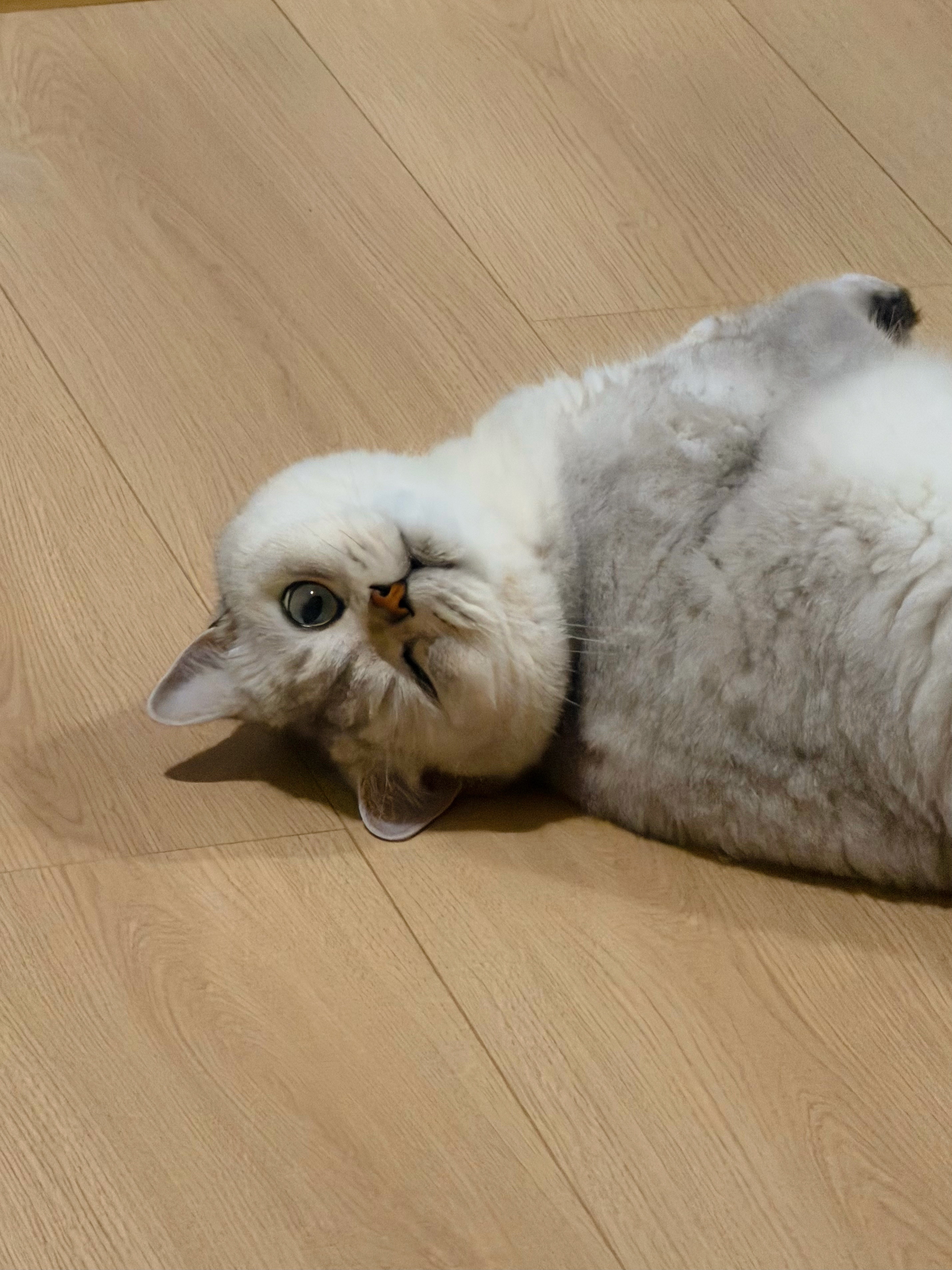 猪咪终于媚粉了