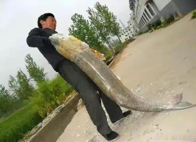 禁渔三年，长江鱼量爆涨，A股市场能否从中汲取灵感？禁渔三载，长江鱼群瞬间激增，这