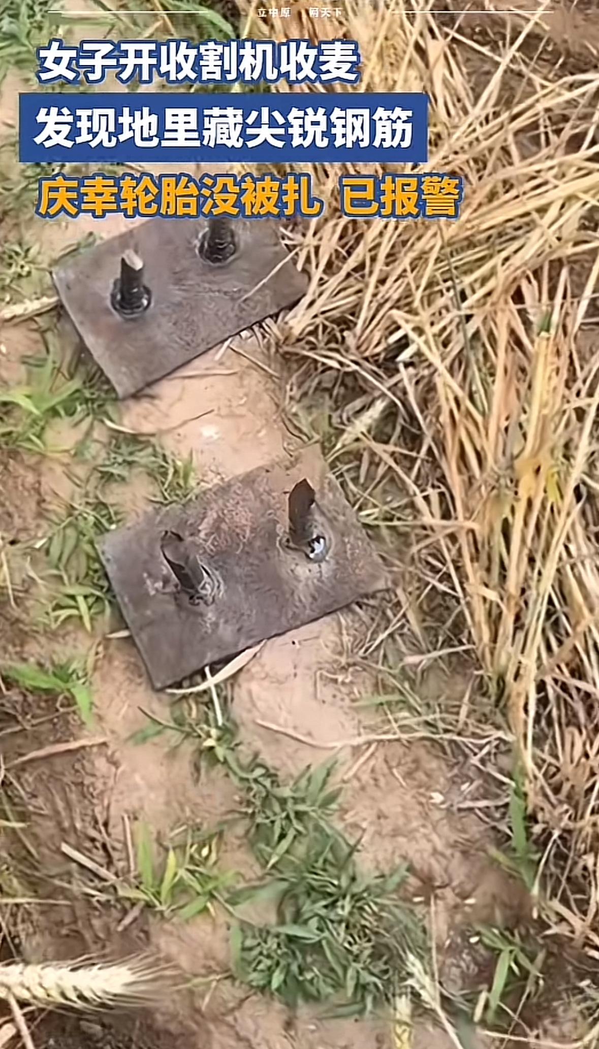 谁会做这种事？麦田里居然有尖锐钢筋，还是带钢板保证钢筋竖立着，河北临漳一女收割机