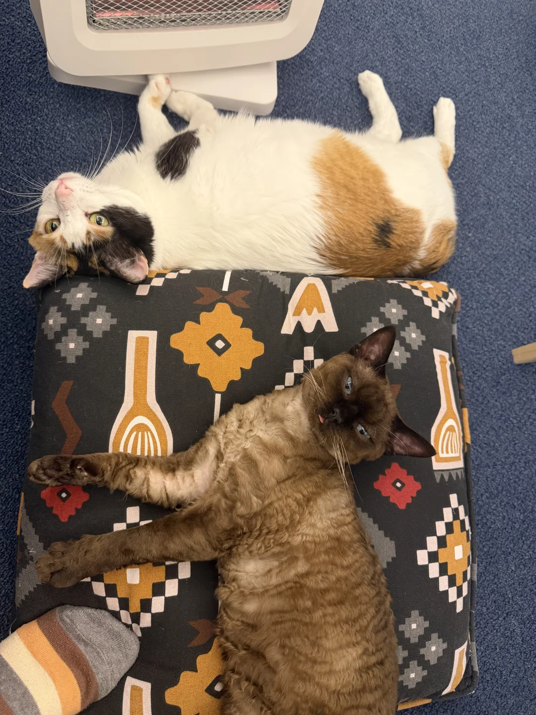 咪烤的醉生梦死