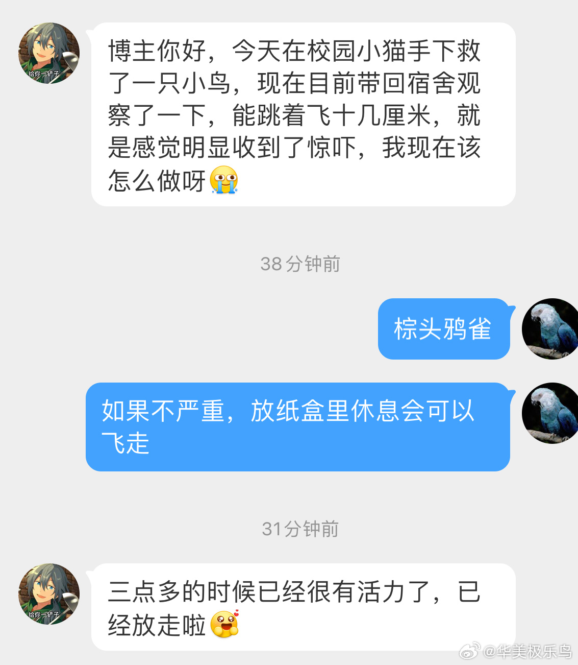 #鸟粉投稿# 从流浪猫口中救下一只【棕头鸦雀】它还没茶叶蛋大 休息会就放走了 祝