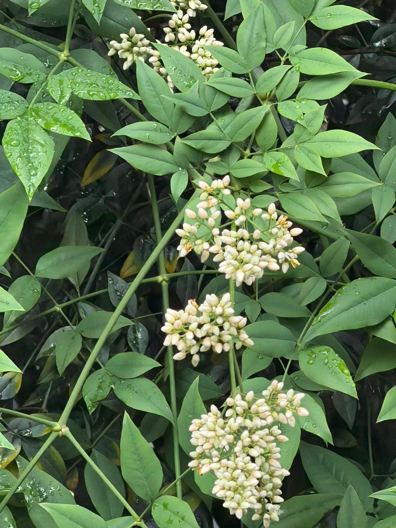 随手拍漂亮鲜花