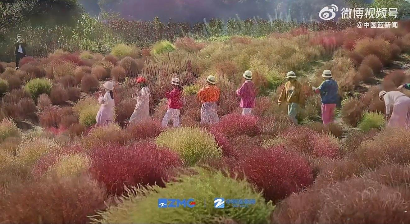 冬日调色盘已上线速call你的拍照搭子温岭后岭花开的地肤草太绝了！翠绿晕染成深红