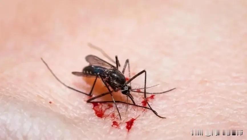 晚上，我在洗碗，一只蚊子叮在腿上，我没有感觉到。
洗完碗，回到房间想睡觉，老婆发