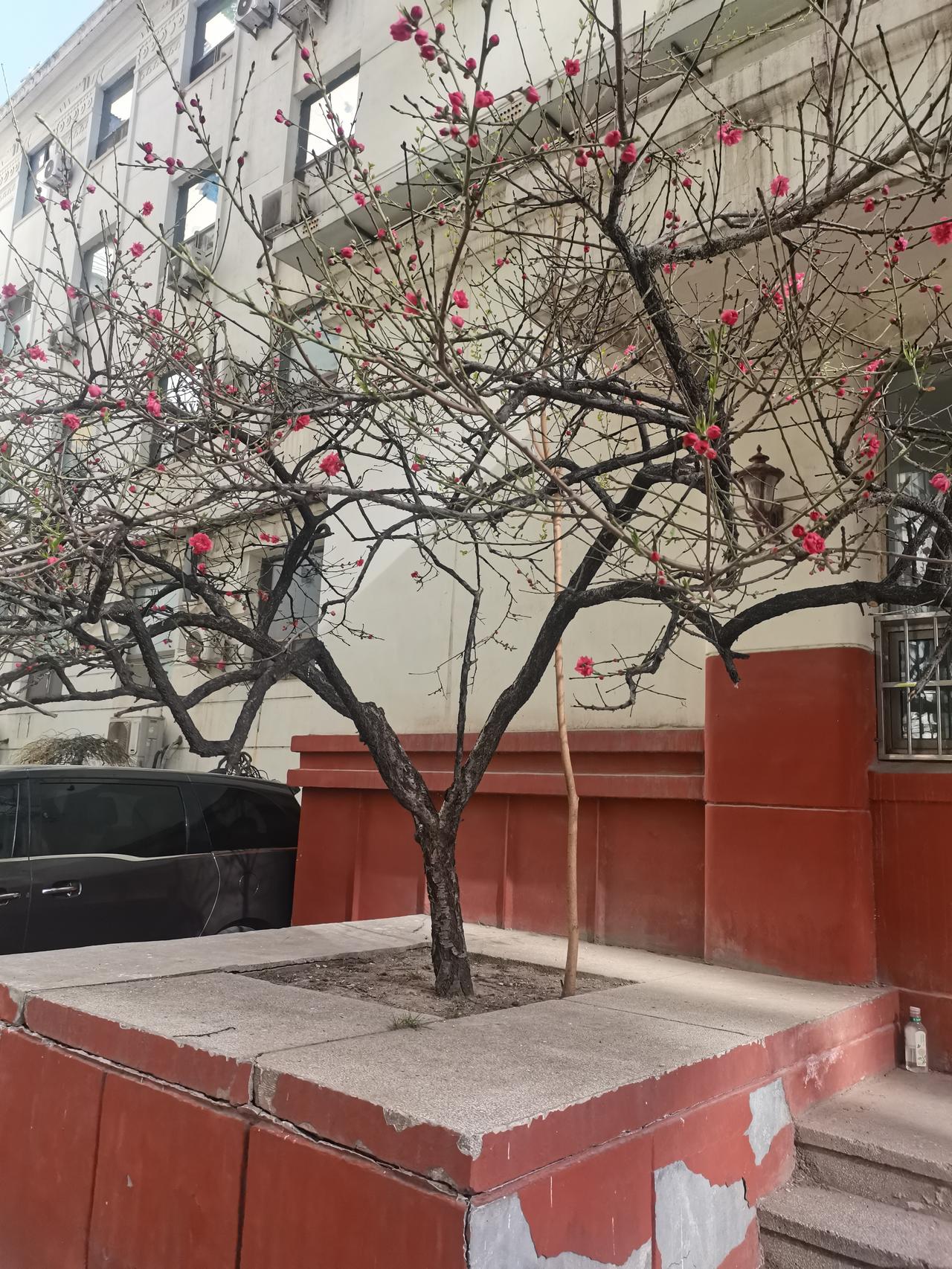 春暖花开四月景，
楼前丁香紫拥白。
樱花盛开桃花粉，
楼后绿蘑树配衬。