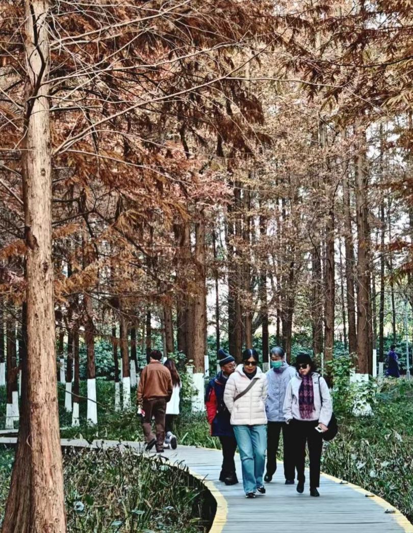 杉林把秋意熬成暖调，木框里的镜头追着光，连随手拎着的“温柔武器”，都裹进了这阵松