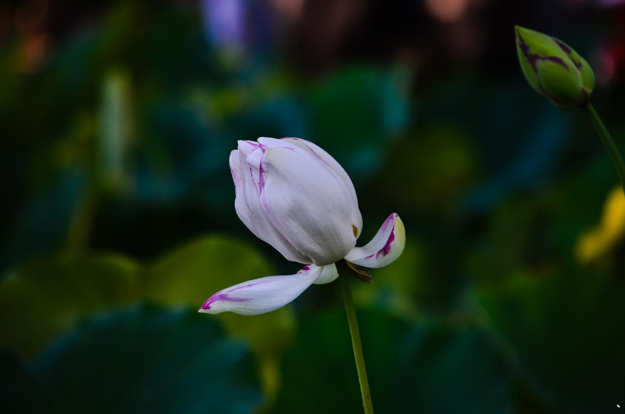 在北京路过莲花池摄影 ​​​