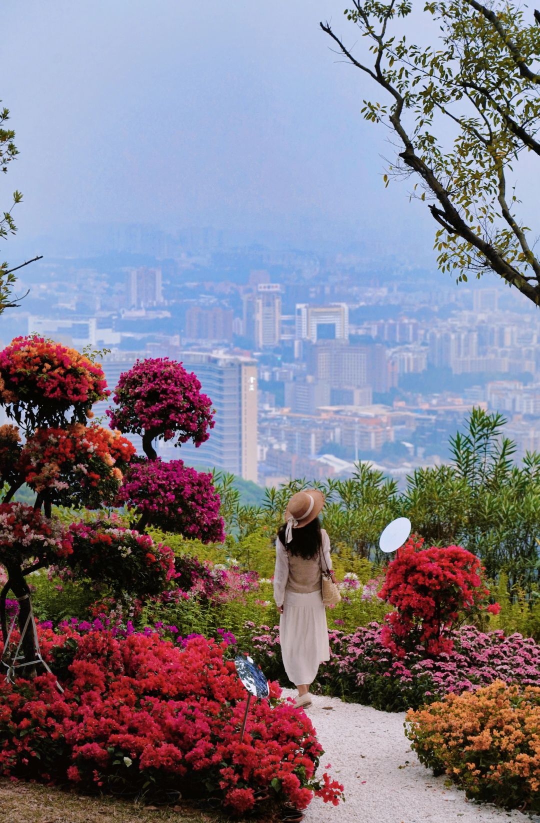 满山坡的簕杜鹃💐广州的公园是懂浪漫哒
