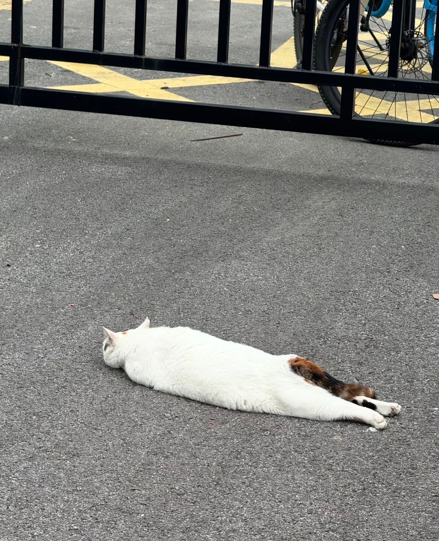 猫条 ​​​