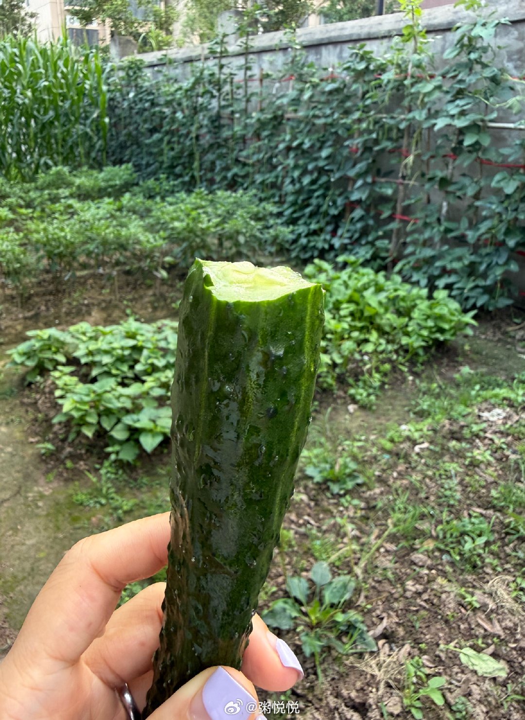 现摘现吃～