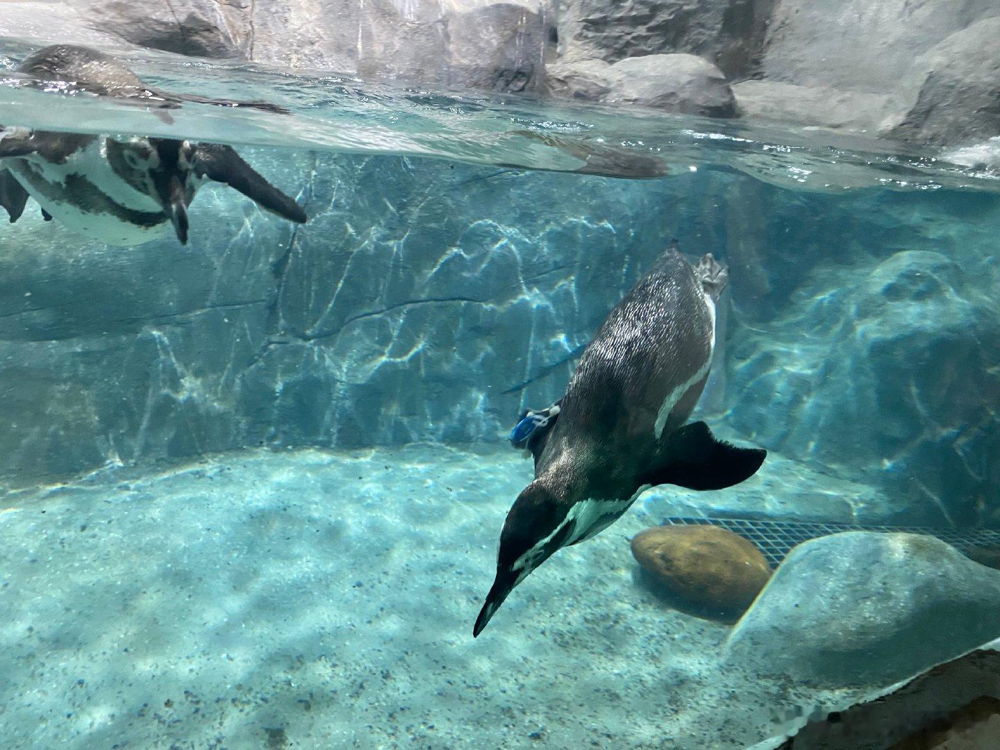 海洋馆一日游 