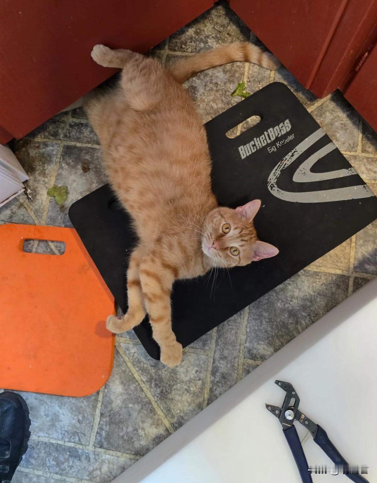 可以分享一下你家宠物的照片吗