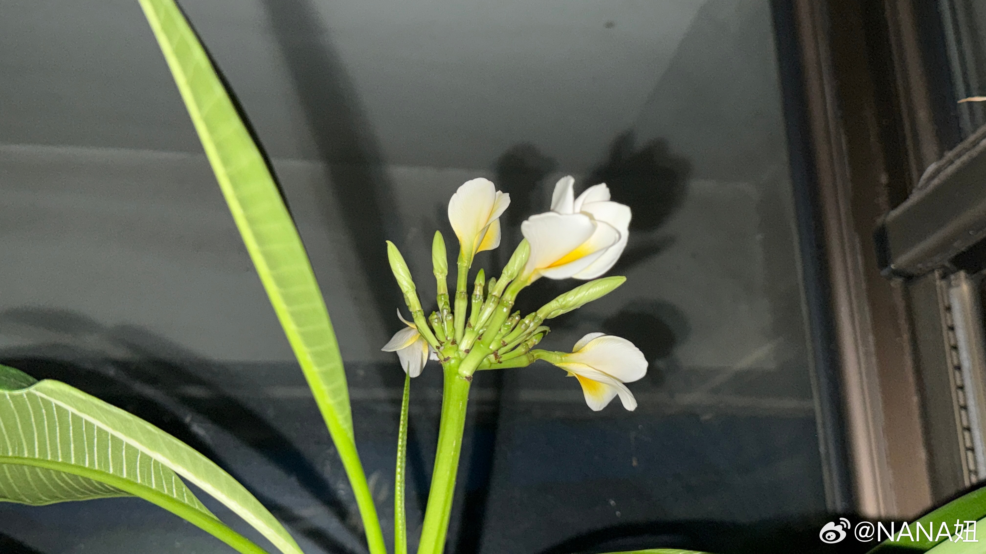 热到鸡蛋花都开了比去年还早！鸡蛋花