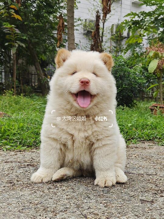 五红白土松弟弟，超大毛量温顺可爱亲人。