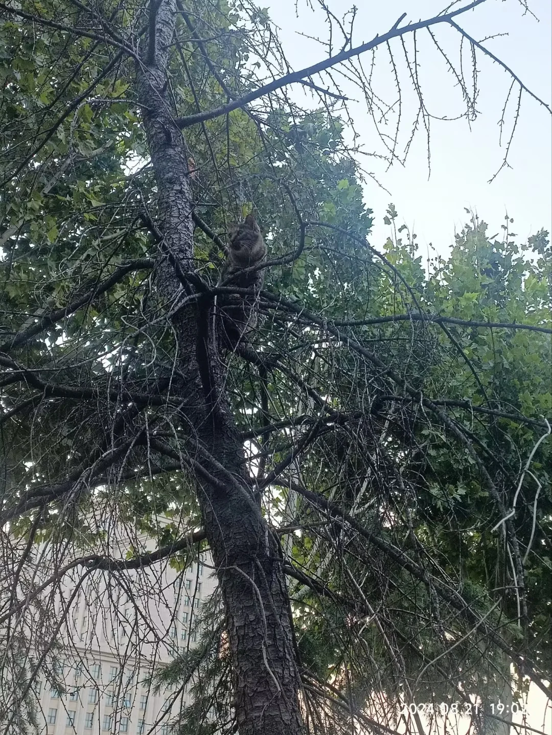 这个季节树上竟然会长猫
