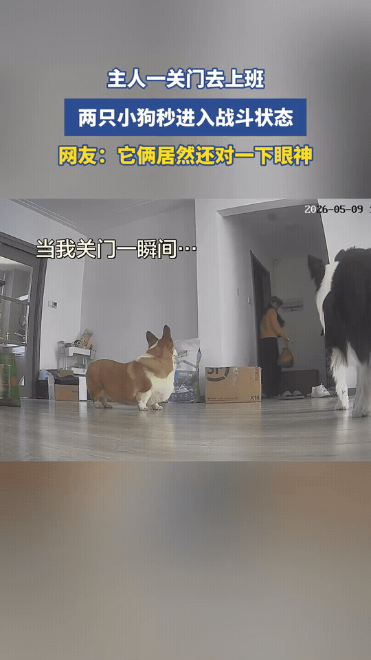 主人刚出门，俩狗就开启了“相爱相杀”模式
 
主人刚带上门，家里的柯基和边牧瞬间